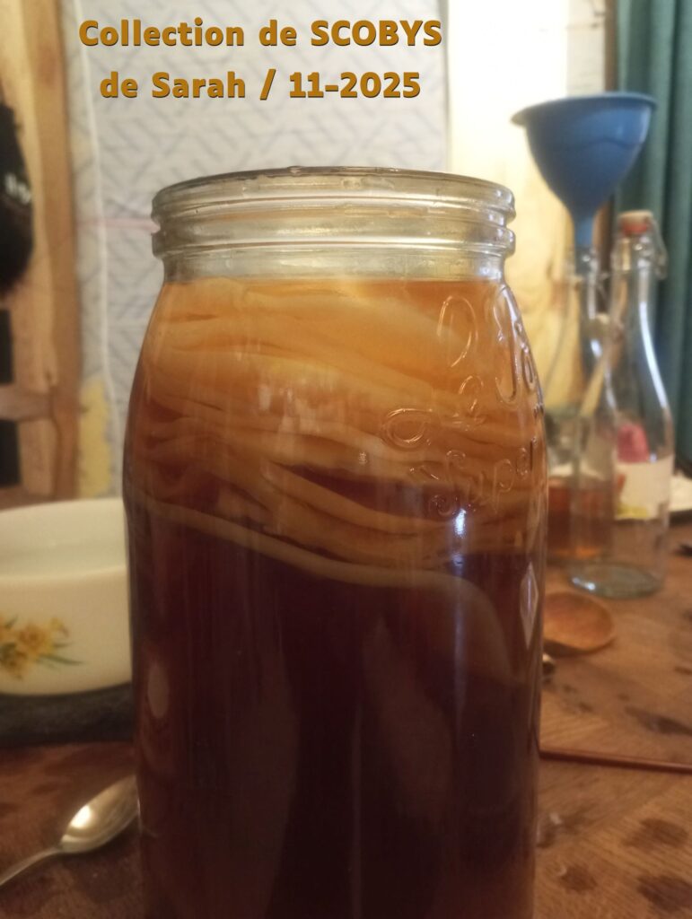 Image atelier kéfir et kombucha