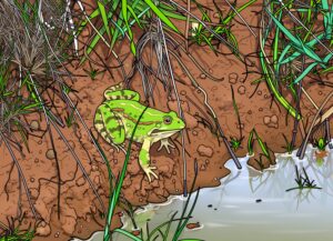 refuge 7-illustration-jardins-d-amphipolis